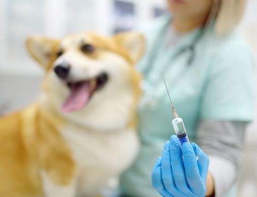 The Importance of the Lyme Vaccine – Even in Ohio