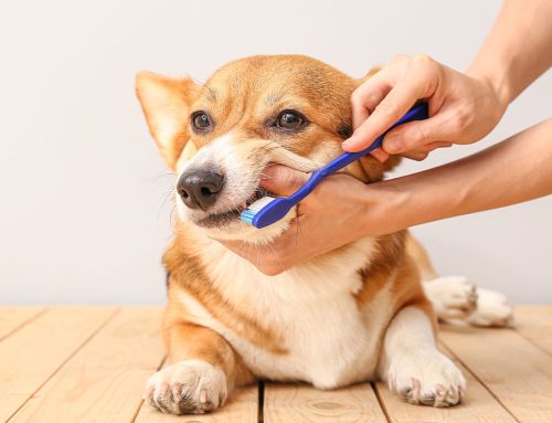 The Importance of Dental Cleanings for All Dogs and Cats